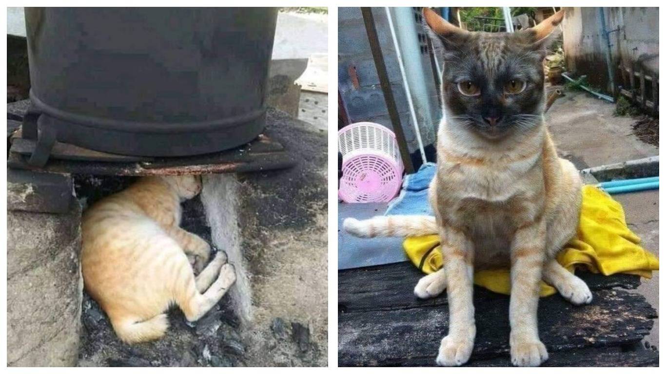 14 фото о том, как сильно коты любят тепло 14 фото о том, как сильно коты любят тепло