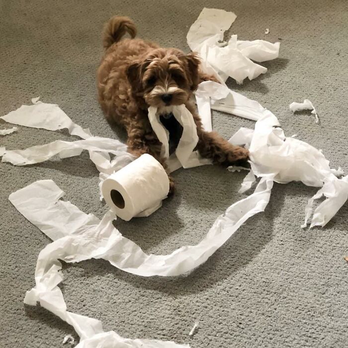 собака с рулоном туалетной бумаги