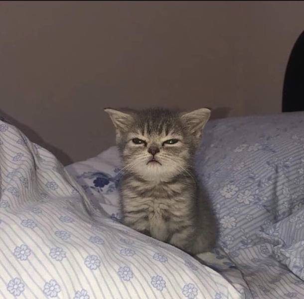 Смешные картинки в ассортименте 