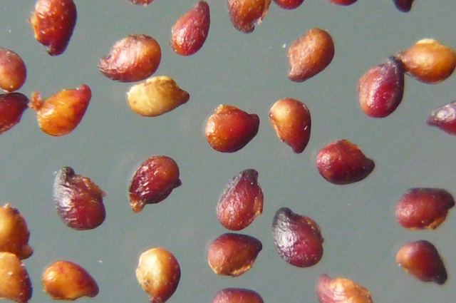 Альпийская земляника. Выращиваем ягодную культуру на участке Альпийская земляника. Выращиваем ягодную культуру на участке садоводство