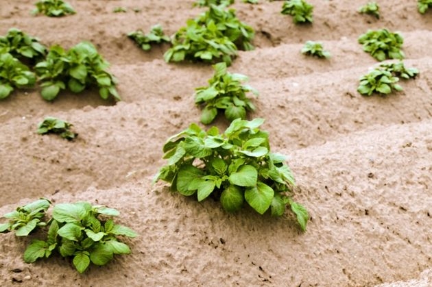 Борозды защитят от холода