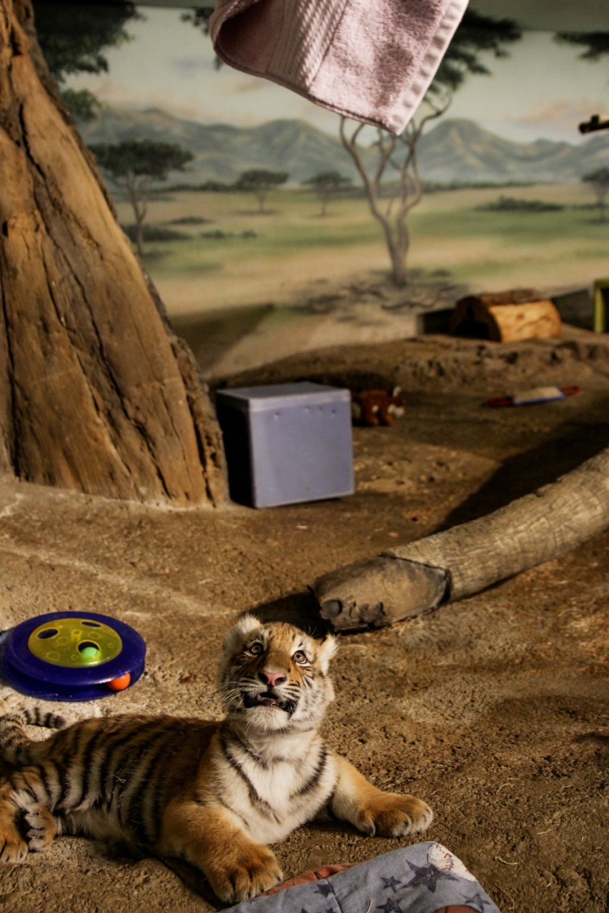Амурский тигренок в зоопарке в Милуоки, США