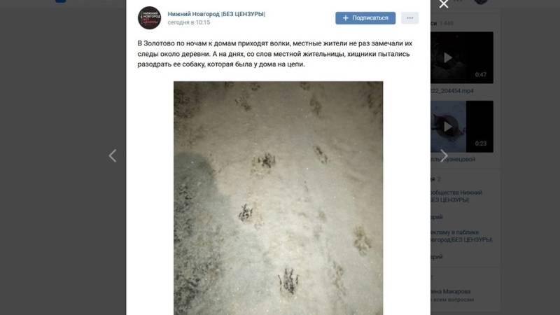Волки грызут собак в деревне в Нижегородской области