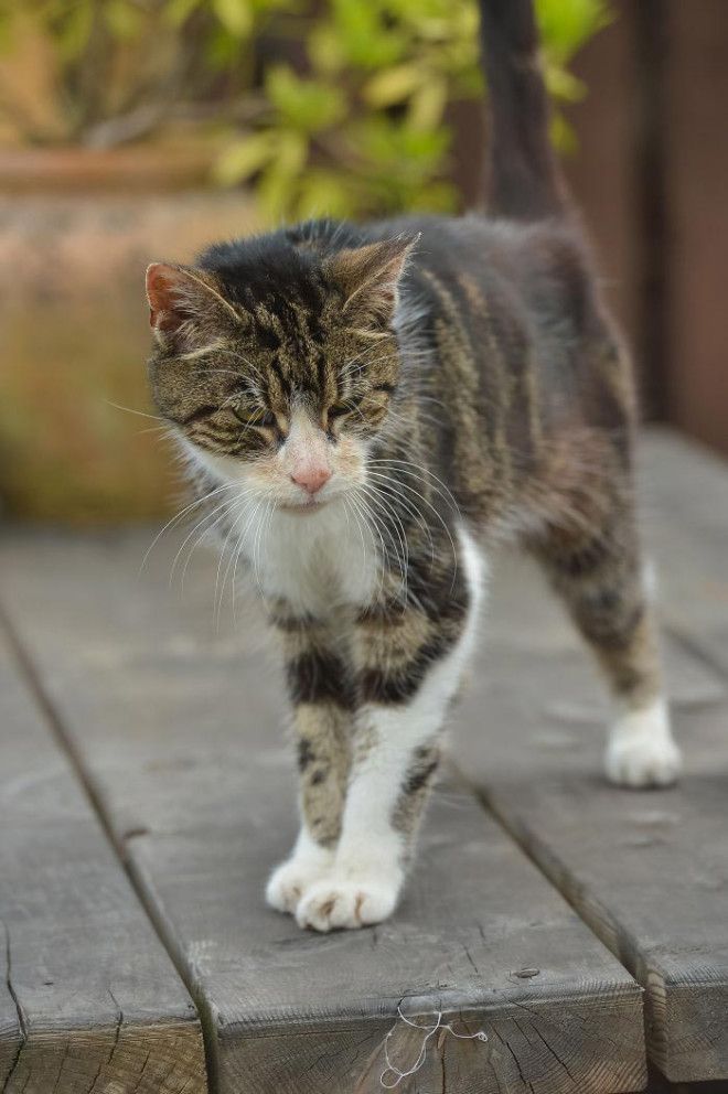 Кошка вернулась домой после 13 лет отсутствия кошка Бу