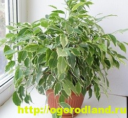 Фикусы и их разновидности. Выращивание и уход за фикусами
