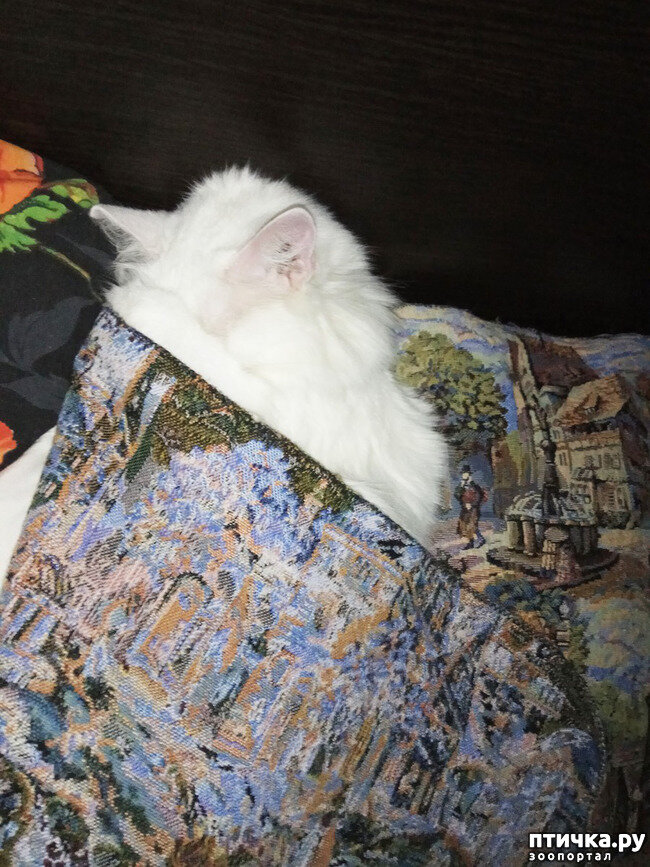 Белка. Четырнадцатая кошка не всё так грустно,супер