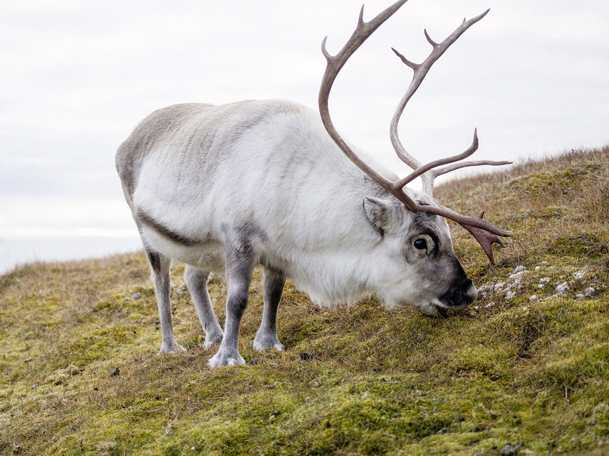 Мурманский заповедник потребовал у Норвегии 420 млн за съеденный сбежавшими оленями российский ягель