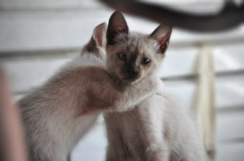 23 наглядных фотодоказательства того, что кошки ведут себя, как люди 