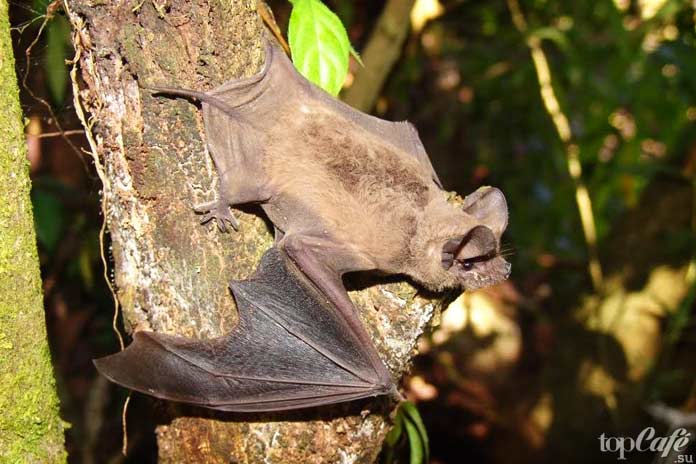 Интересные факты о летучих мышах: Самая быстрая