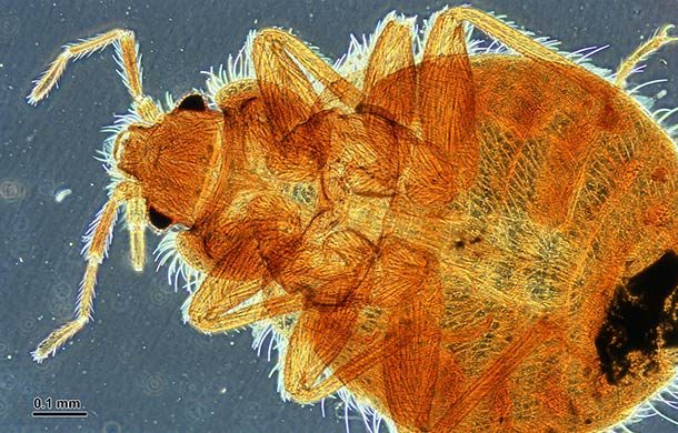 «В постели с врагом» или несколько самых отвратительных фактов о постельных клопах