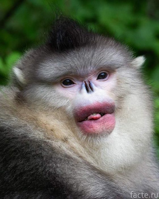 обезьяна показывает язык