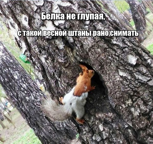 Весёлые картинки картинки, прикол, юмор