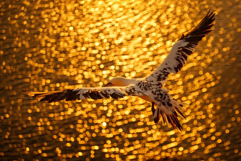 Лучшие фотографии птиц с конкурса Bird Photographer of the Year