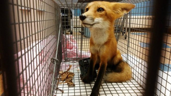 06-fox-trap-paw-wisconsin-768x432