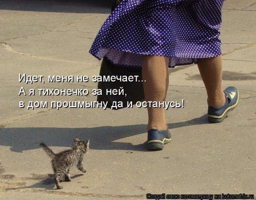 Самая убойная котоматрица 