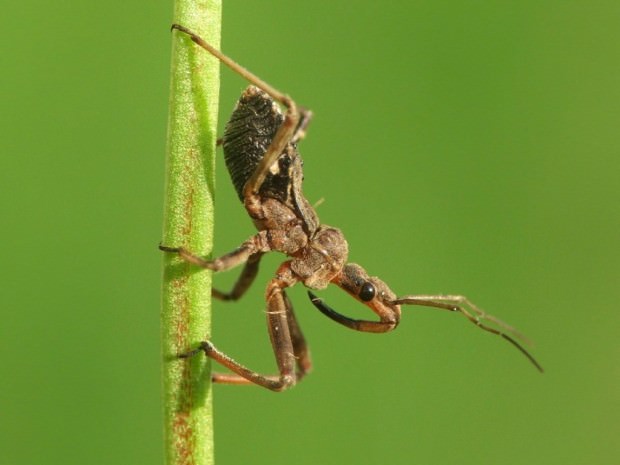 Хищнецы (лат. Reduviidae) (англ. Assassin Bugs)