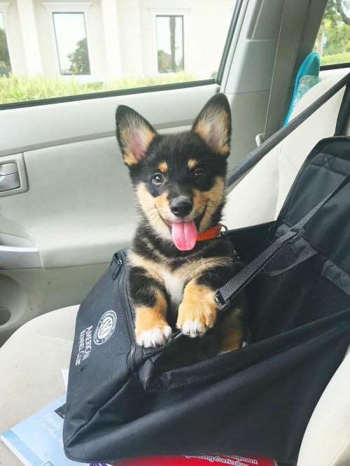 Прелестных пёсиков много не бывает! Прелестных пёсиков много не бывает!