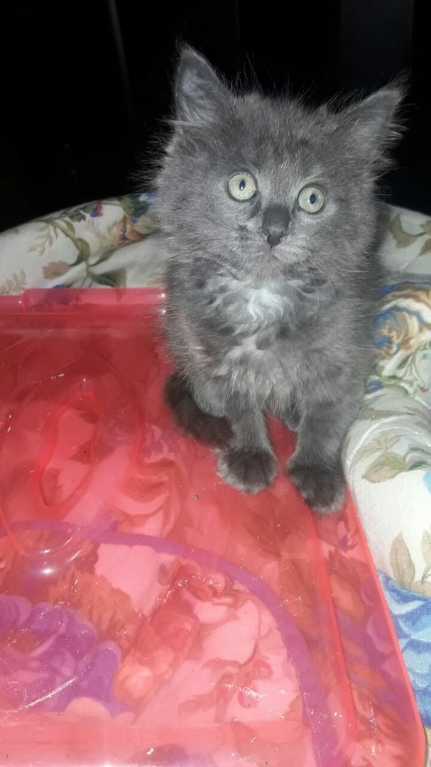 Марсик, которому повезло Марсик, которому повезло