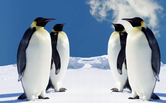 Где живет пингвин? Где живут пингвины, кроме Антарктиды?