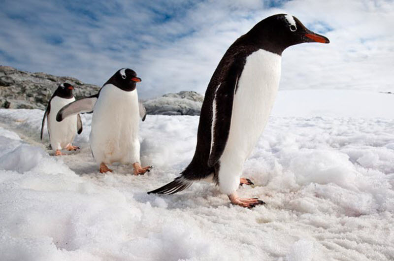 Фотография: Фото пингвинов от Ника Гарбутта №13 - BigPicture.ru