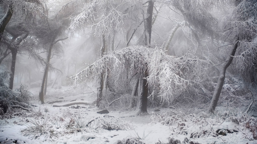 Призеры лондонского конкурса дикой природы Wildlife Photographer of the Year 2019