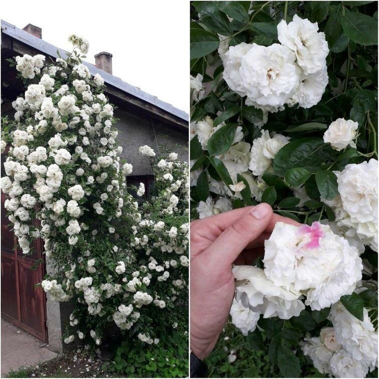 27 фотографий необычных вещей и редких явлений, которые вы увидите впервые 27 фотографий необычных вещей и редких явлений, которые вы увидите впервые интересное,мир,познавательно,удивительно