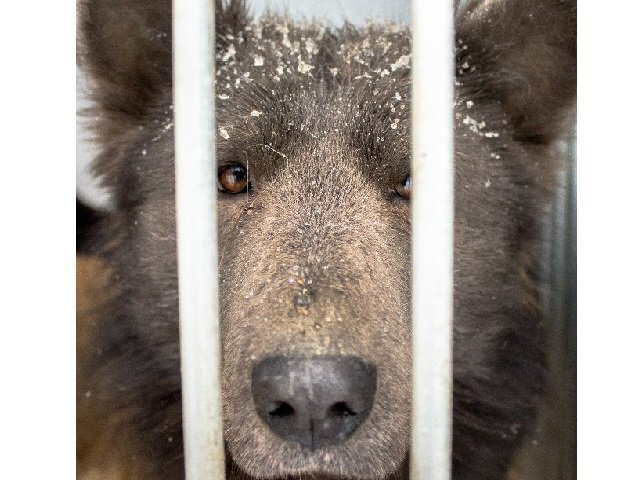 Челябинский приют ищет дом для собаки-медведя медведь, поиск хозяев, помощь, собака