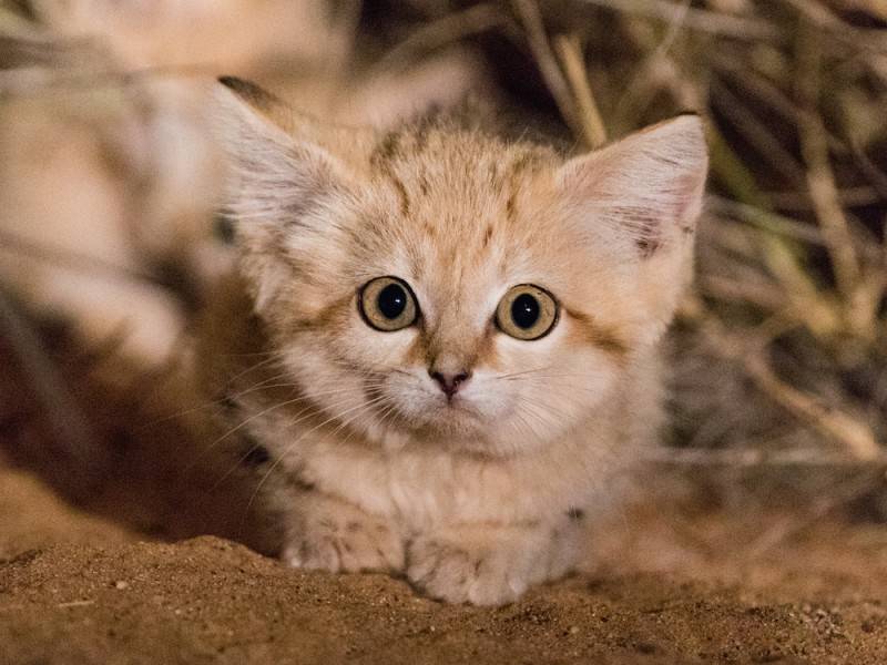 Котят Барханной кошки впервые засняли в дикой природе