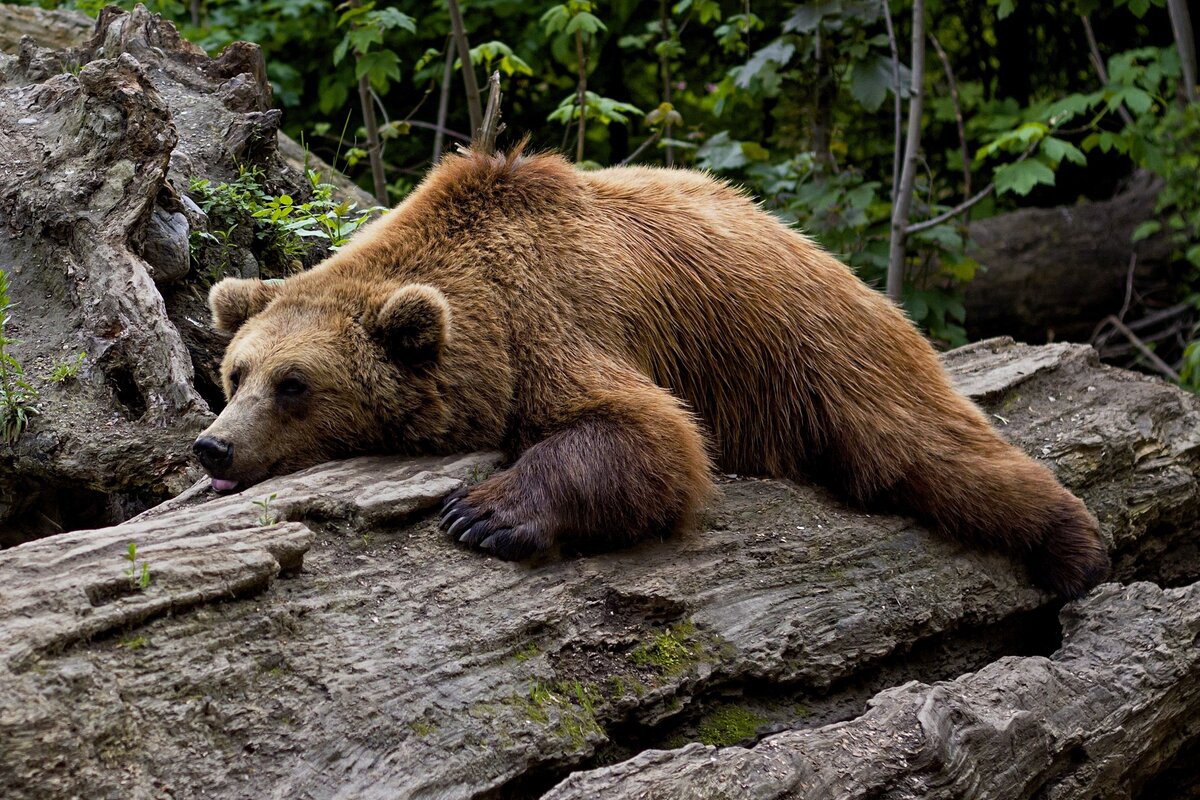 6 особенностей из жизни медведей, которые могут удивить