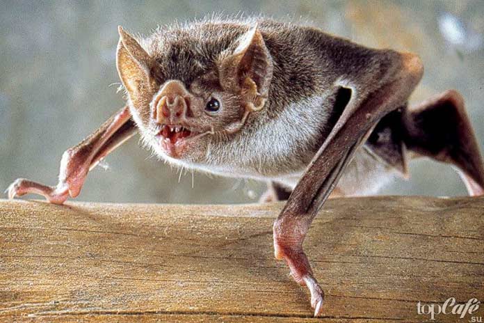 Вампировые