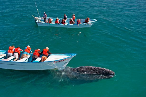 Серые киты в мексиканской лагуне позволили людям гладить и ласкать себя