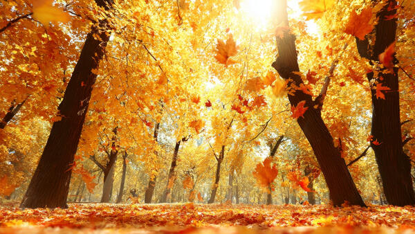 Важные традиции и приметы 31 октября — вот как отмечали праздник Луки Голодного - ИИ на Toplenta