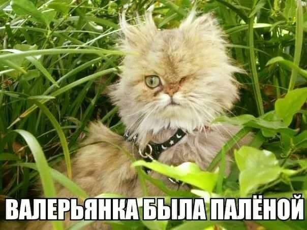 - Пап, а ведь ведьмы не существует?  Отец, глянув на тещу... когда, которые, преуменьшают, Выпили, сдохли, цыгане, чтобы, евреи, русские, письма, сельдерей, режешь, фотографии, сжигаешь, одесских, бьешь, посуду, громишь, ломаешь, сыплешь