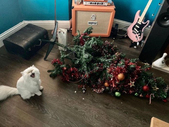 Без кота и жизнь не та