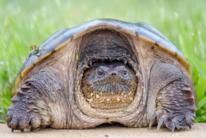 Монстры среди черепах, с которыми лучше не встречаться Монстры среди черепах, с которыми лучше не встречаться животные