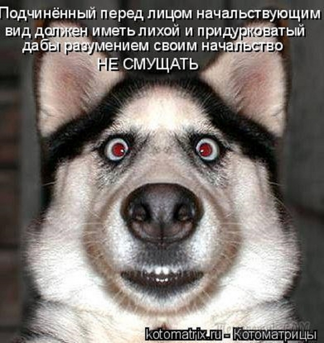 ВЕСЁЛЫЕ ЗВЕРЮШКИ ))) ВЕСЁЛЫЕ ЗВЕРЮШКИ ))) веселые картинки,животные,позитив,Смешные животные