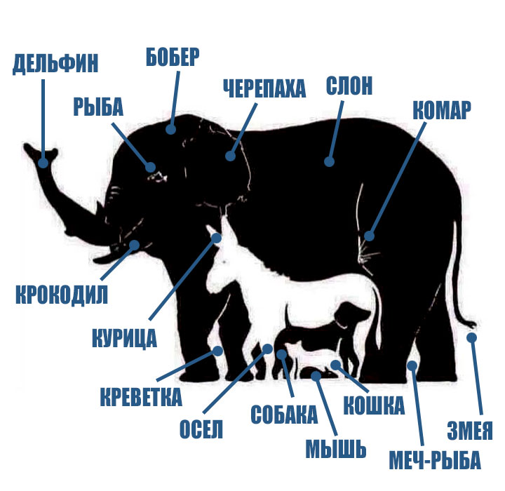 Картинка найди слона