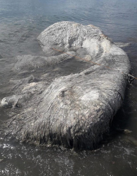 Лохматое морское чудовище напугало жителей Сан-Анонио