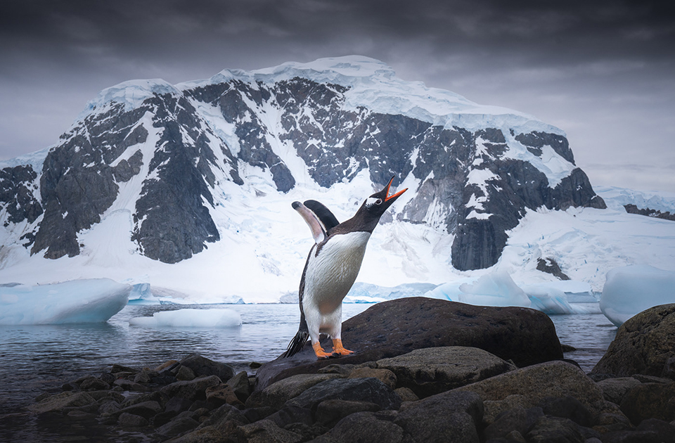 Папуанский, или субантарктический, или ослиный пингвин — один из трех видов, относящихся к роду антарктических пингвинов