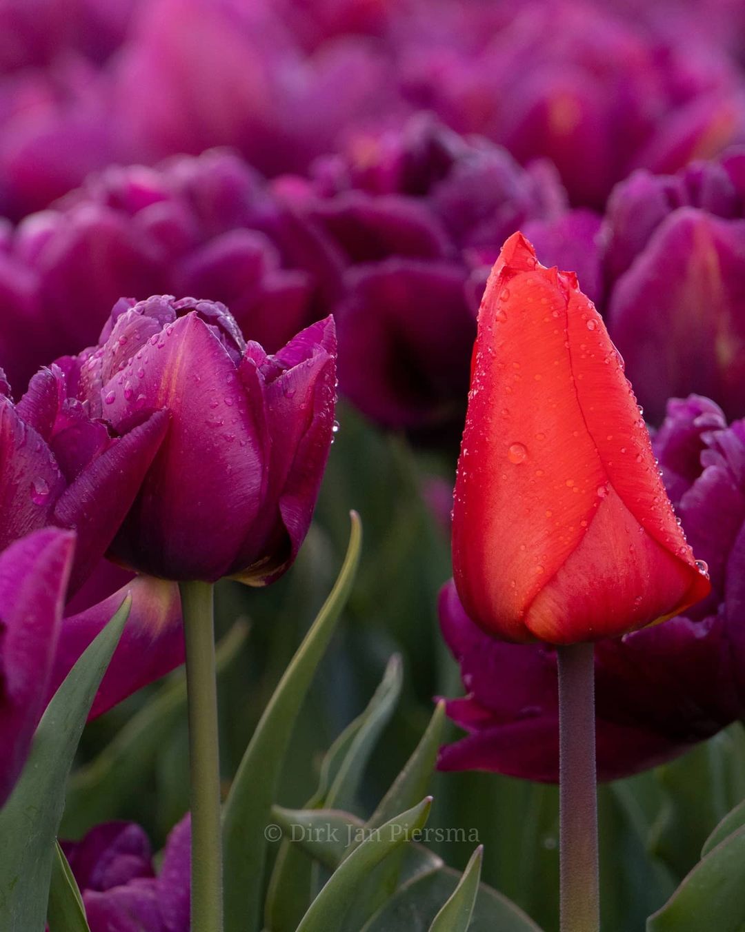 Поля цветущих тюльпанов в Нидерландах, аромат которых дурманит даже через дисплей Голландия,Нидерланды,цветы