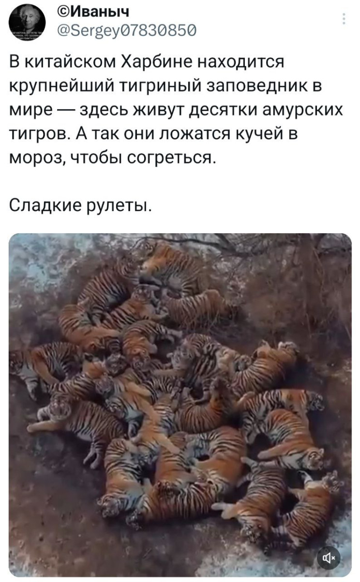 Третий лишний… когда второй контрольный 