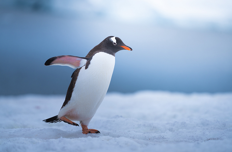 Пингвины могут быть очень забавными 