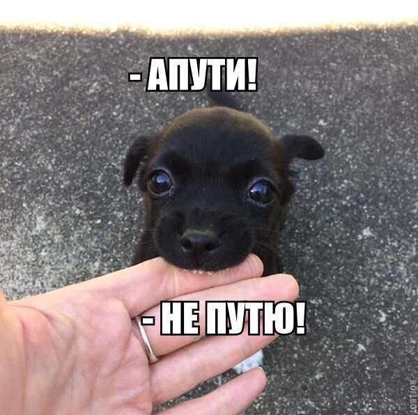 Смешные картинки с надписями прикол, юмор