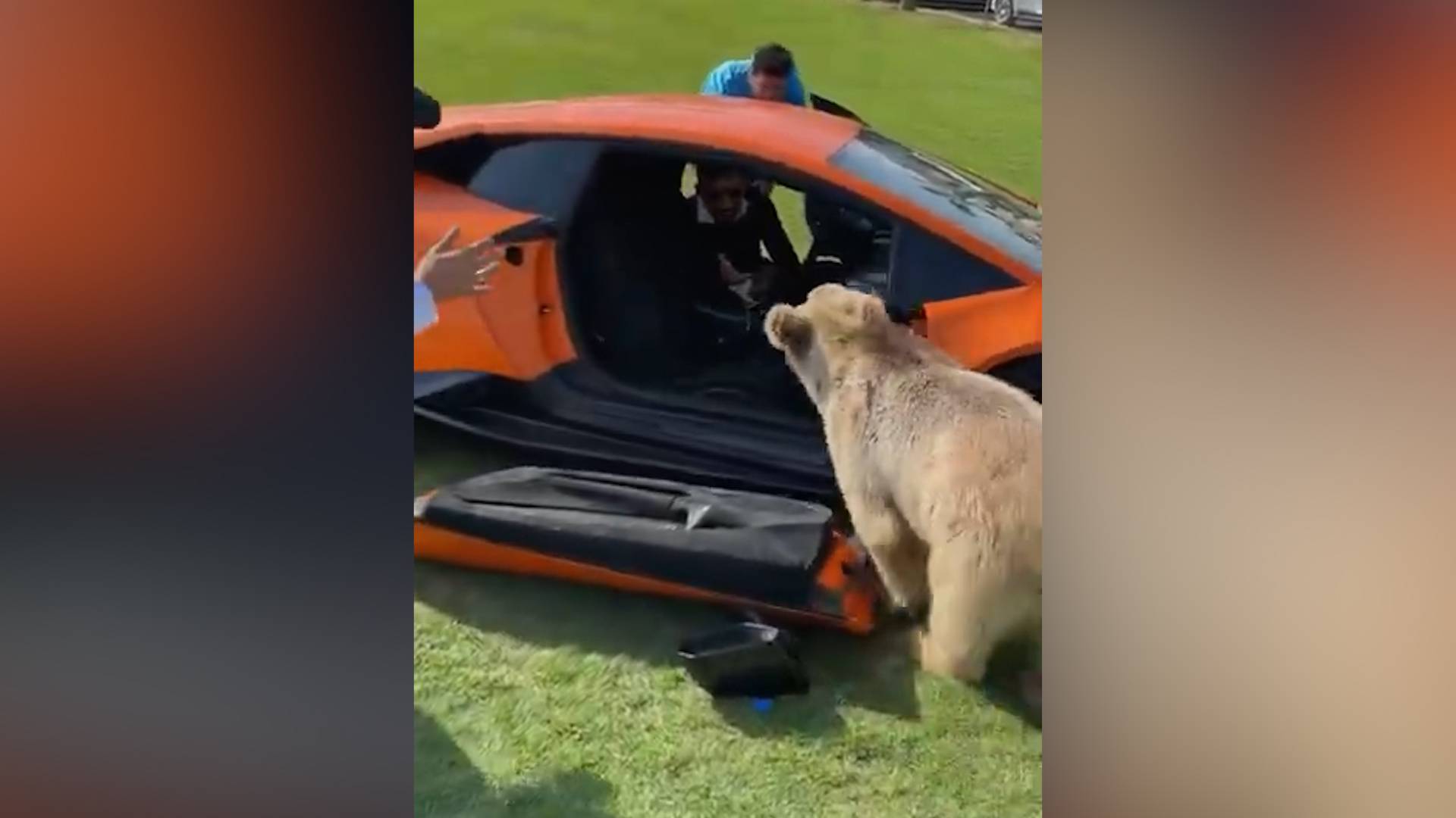 В ОАЭ домашний медведь оторвал дверь Lamborghini ФАН-ТВ