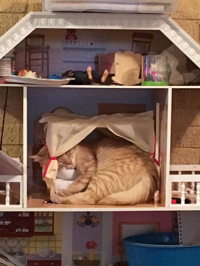 рыжий кот спит в кукольном домике