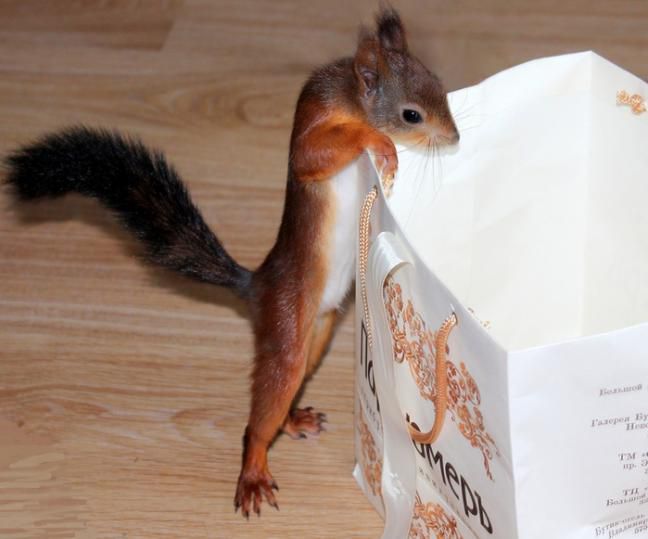 Животные, белка, позитив