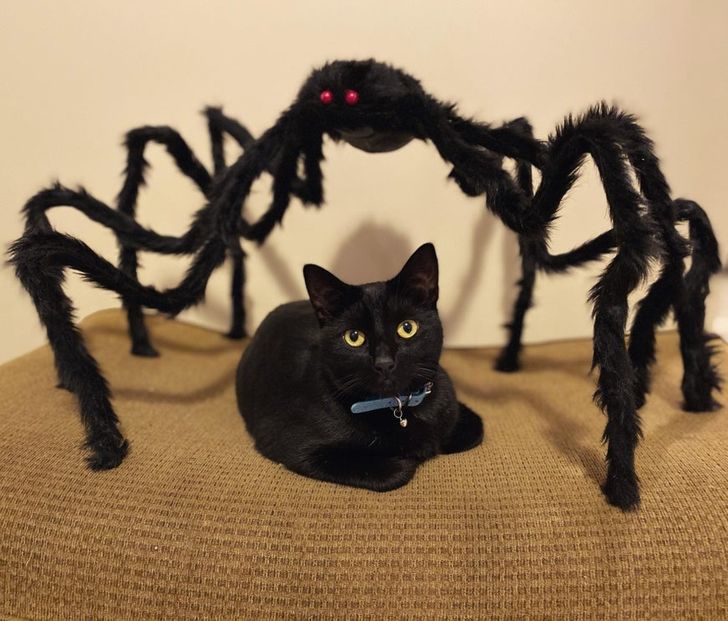черный кот и черный паук