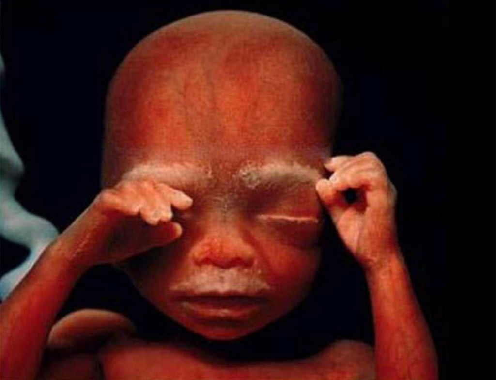 Это удивительно! Фото, которые раскрывают тайну зарождения жизни Это удивительно! Фото, которые раскрывают тайну зарождения жизни