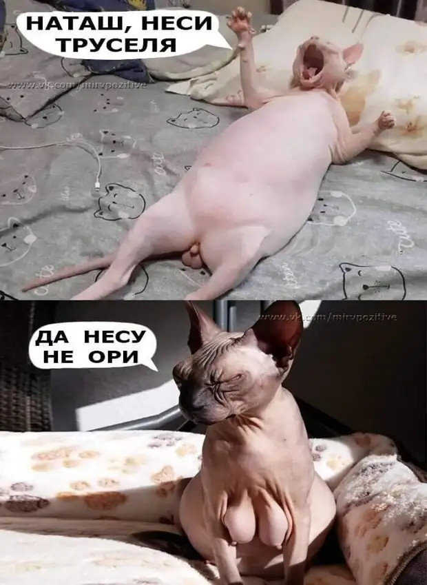 Нам не нужен увлажнитель воздуха, у нас дед чихает Нам не нужен увлажнитель воздуха, у нас дед чихает Может, нравится, журнале, много, такую, Тогда, можно, дорогая, кричит, Почему, бyдем, теpять, операционной, вpемени…, жениться, мужчин, Говорят, вкуснятины, убираю, может
