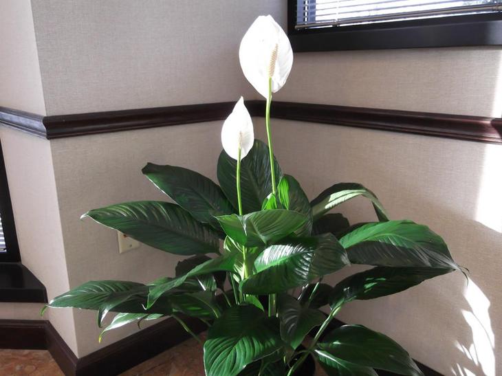 Самые красивые комнатные растения с белыми цветами
